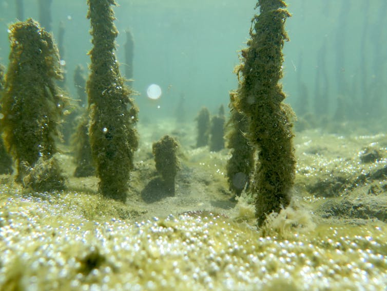 pale yellow seabed with close up shot of six or so thick dark green blades of seagrass, blurry water background
