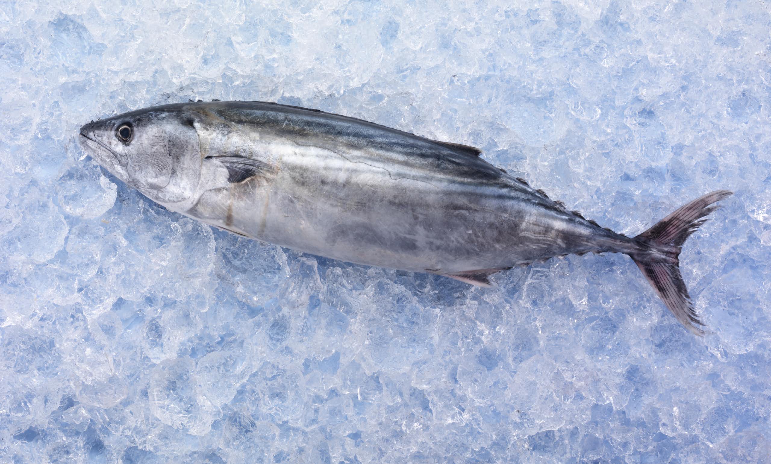 Good for your health and the environment: why we should be eating oily fish