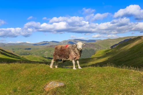 ‘I might as well stop and diversify into holiday lets’ – new research reveals the reality of farming after Brexit