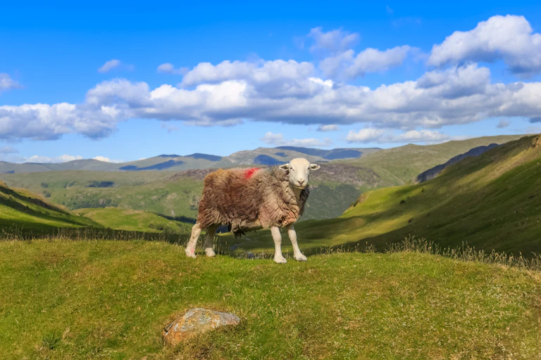 A sheep with hilly background.