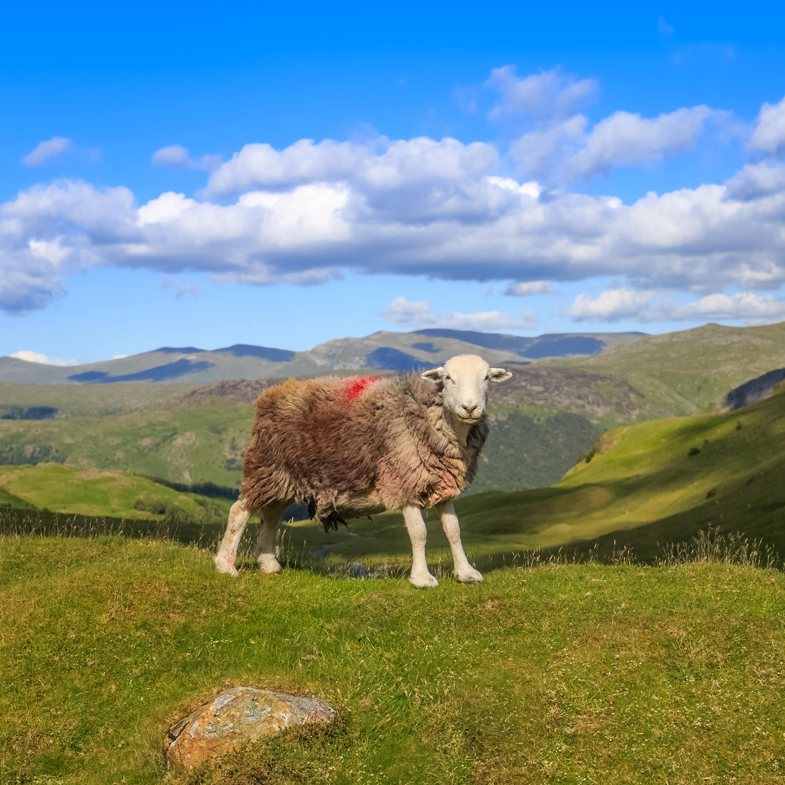 A sheep with hilly background.