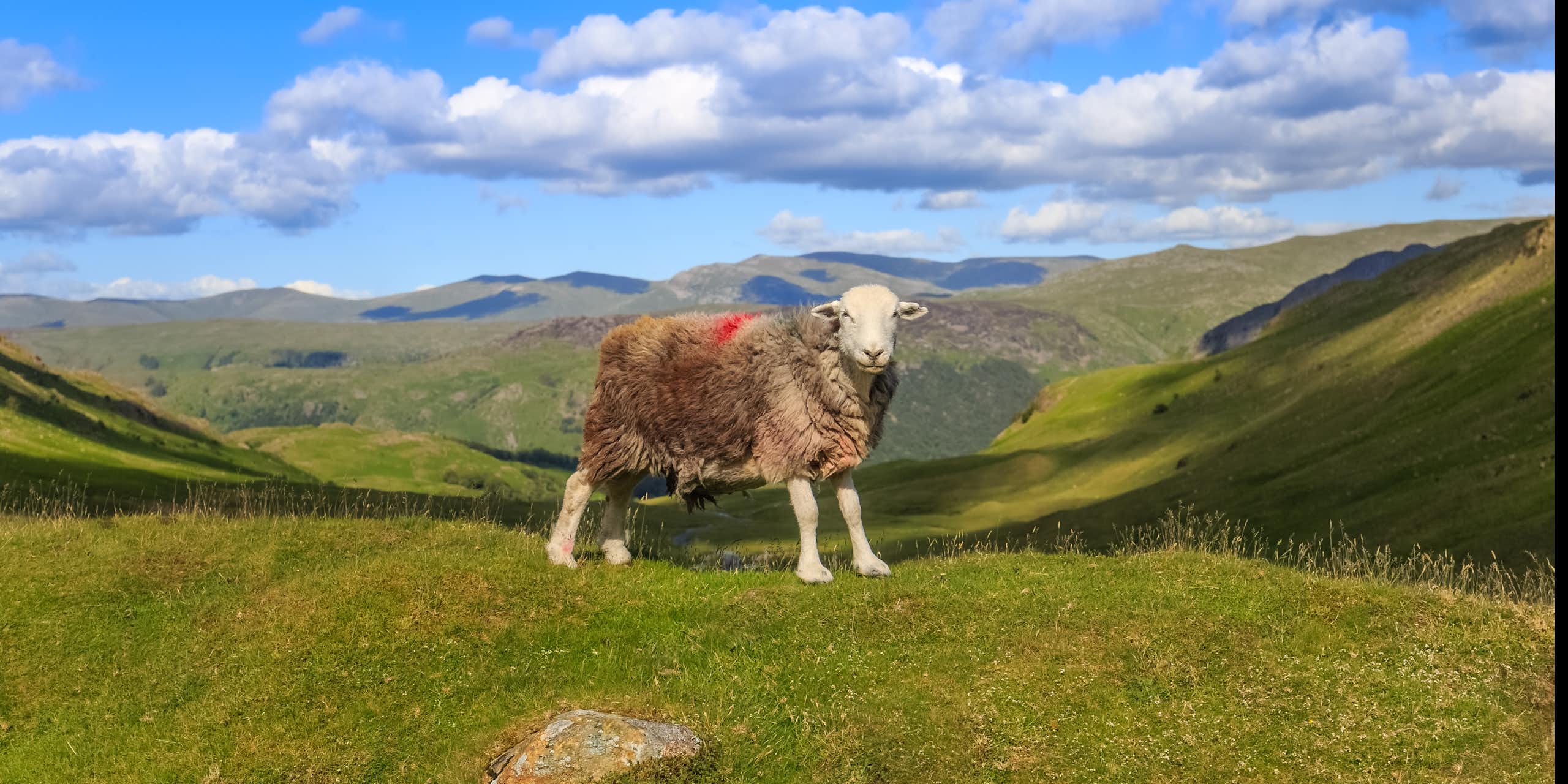 A sheep with hilly background.