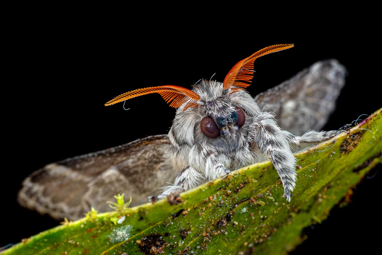 Macro photo of a furry Lappet moth (Tolype sp.) with bright orange antennae climbing over the top of a leaf