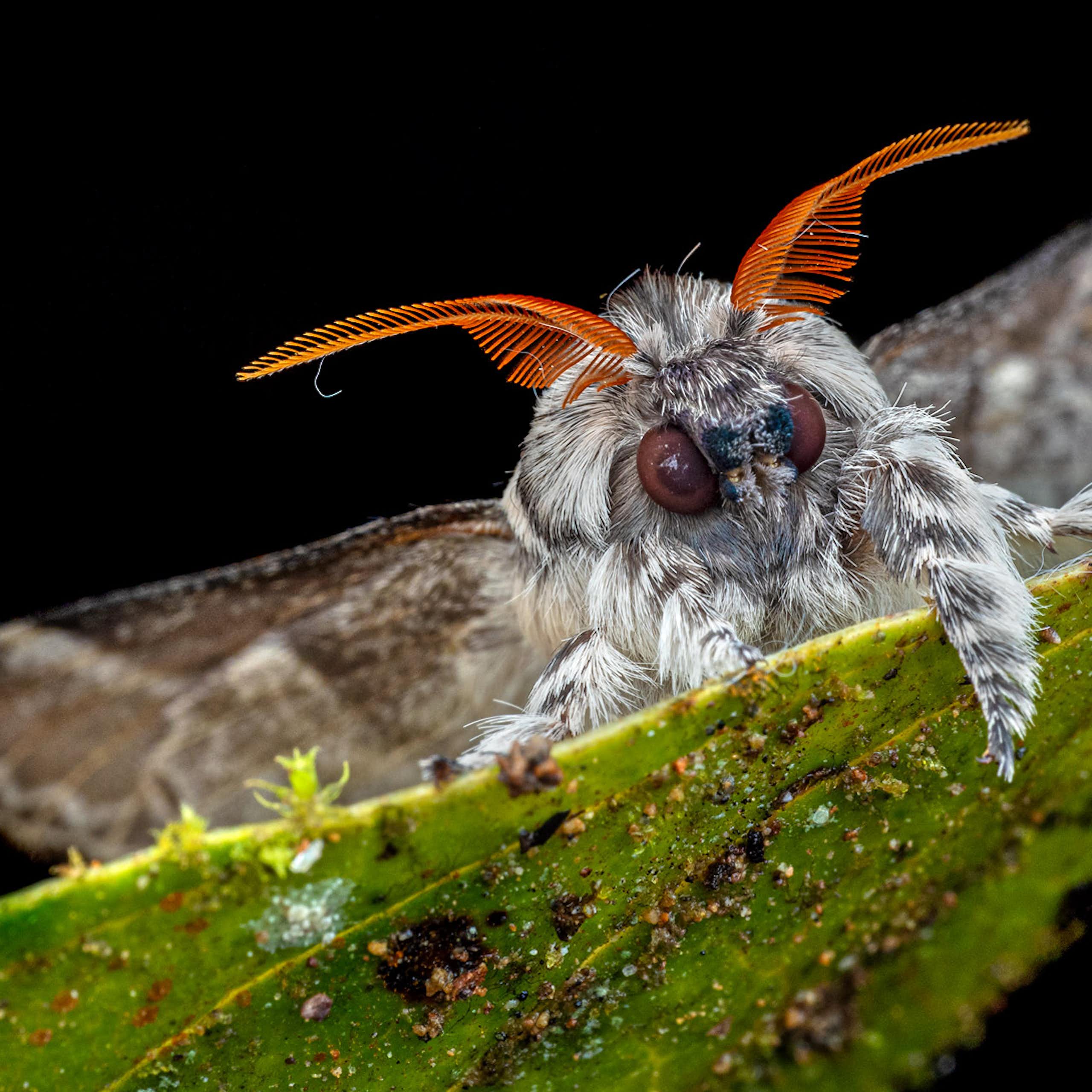 Macro photo of a furry Lappet moth (Tolype sp.) with bright orange antennae climbing over the top of a leaf
