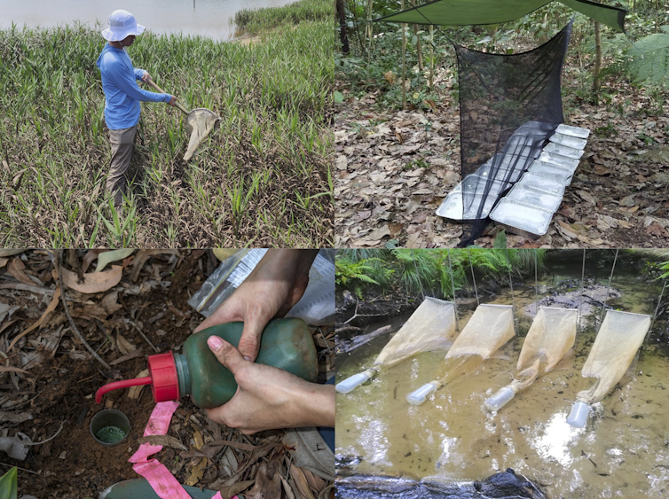 A composite image showing a variety of common methods for sampling insects including sweep-netting and different types of traps