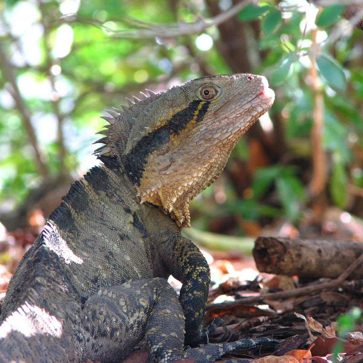 There's no such thing as reptiles any more – and here's why