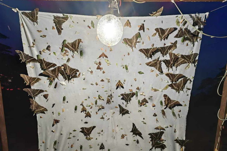 A white sheet covered in insects, which are attracted by the light