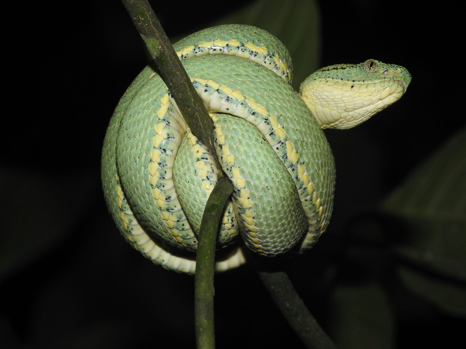 A green snake wrapped around itself on a tree branch