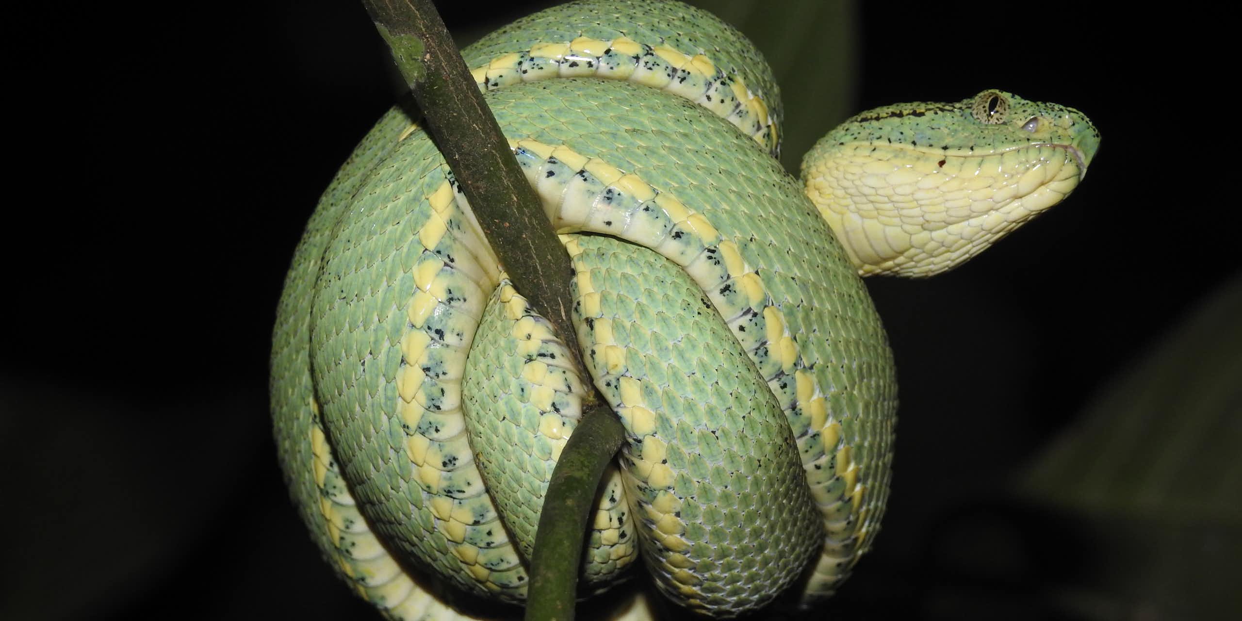 A green snake wrapped around itself on a tree branch