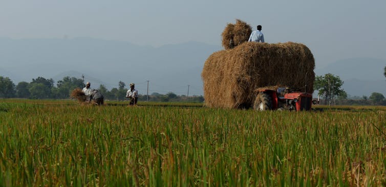 Indian farmers working on a paddy field in a rural village.