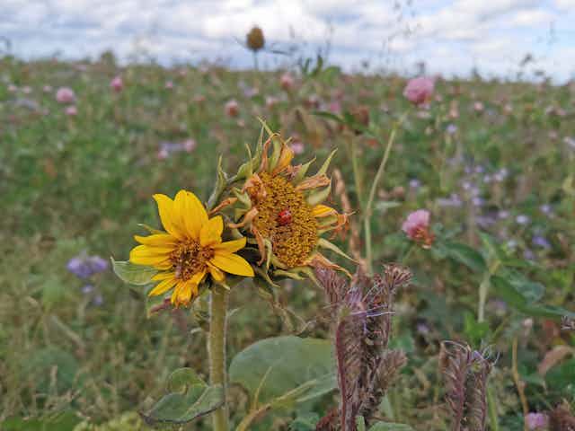 field of wildflowers, heads of two yellow sunflowers in foreground with red bug