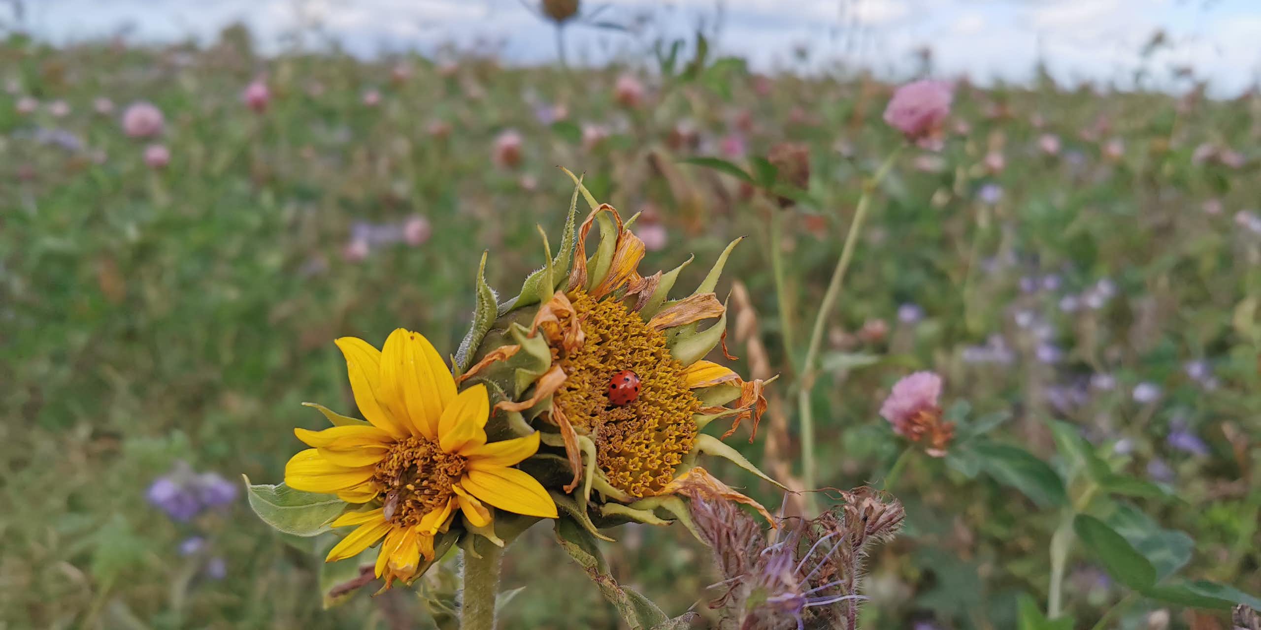 field of wildflowers, heads of two yellow sunflowers in foreground with red bug