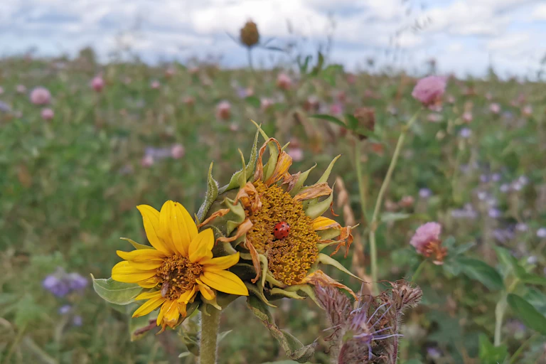 field of wildflowers, heads of two yellow sunflowers in foreground with red bug