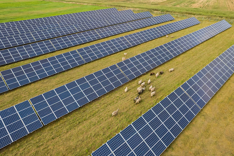 sheep and solar panels