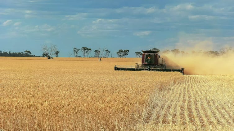 combine harvester wheat