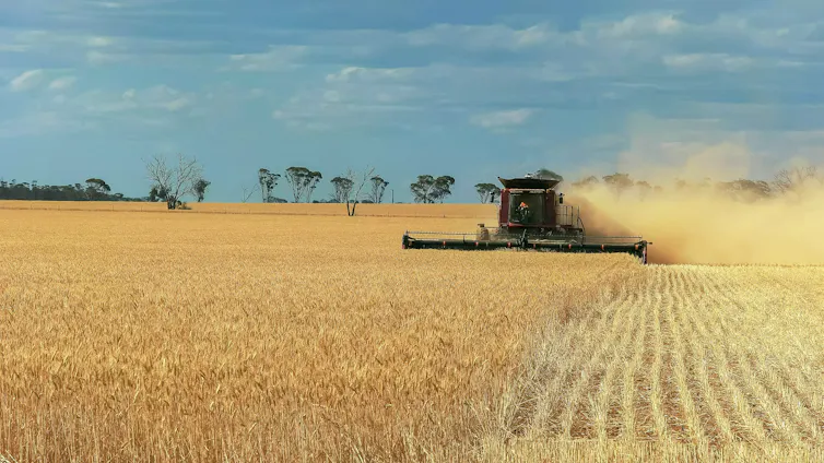 combine harvester wheat