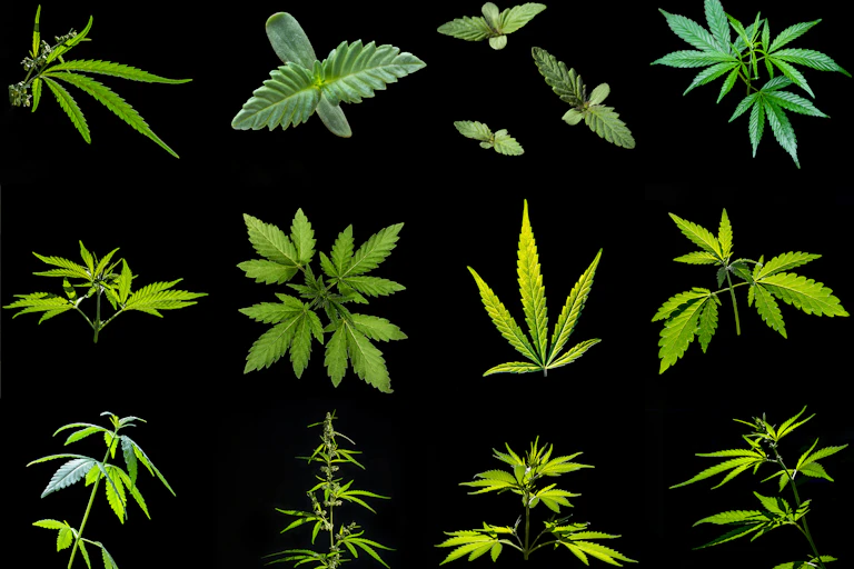 Variety of cannabis leaf types on a black background.