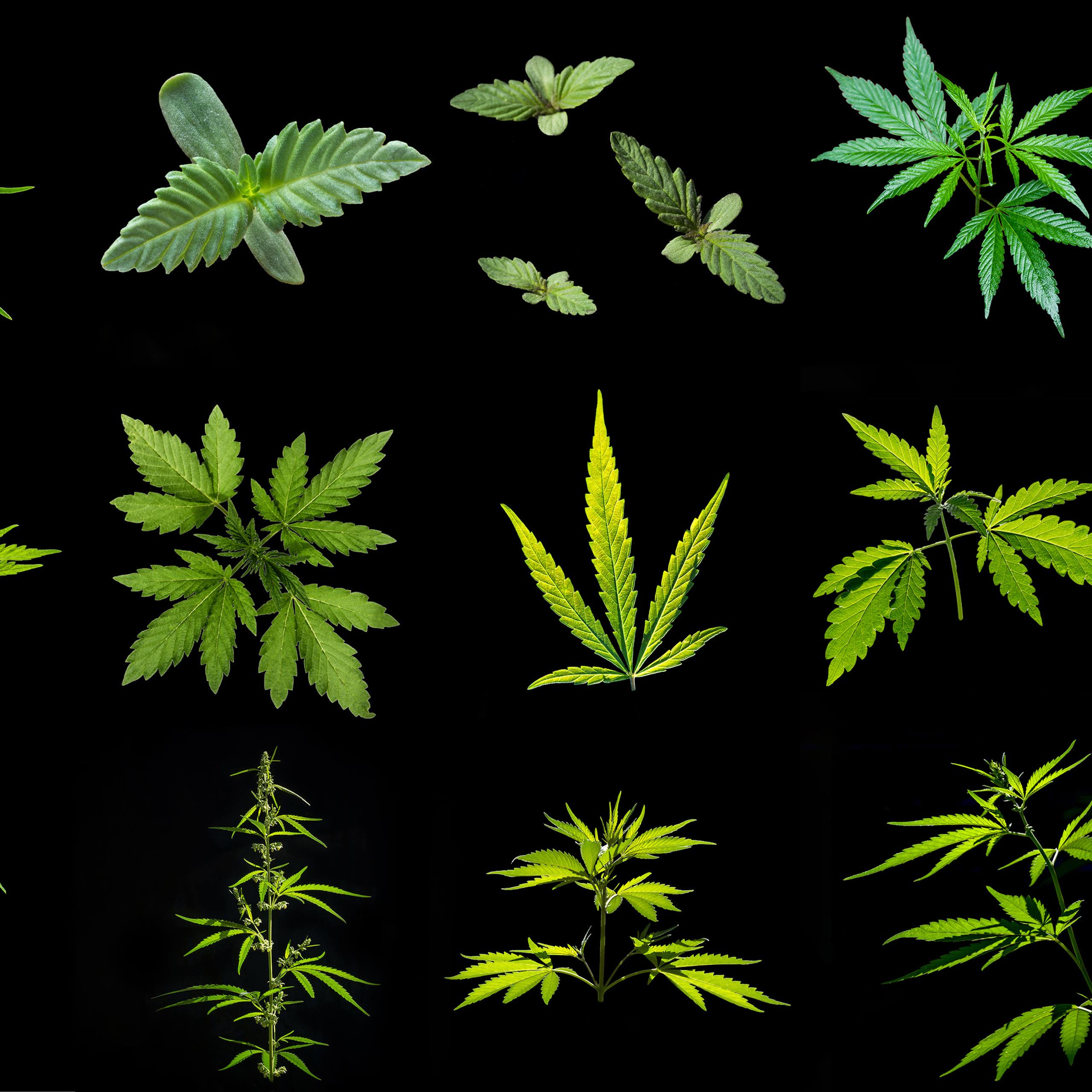 Variety of cannabis leaf types on a black background.