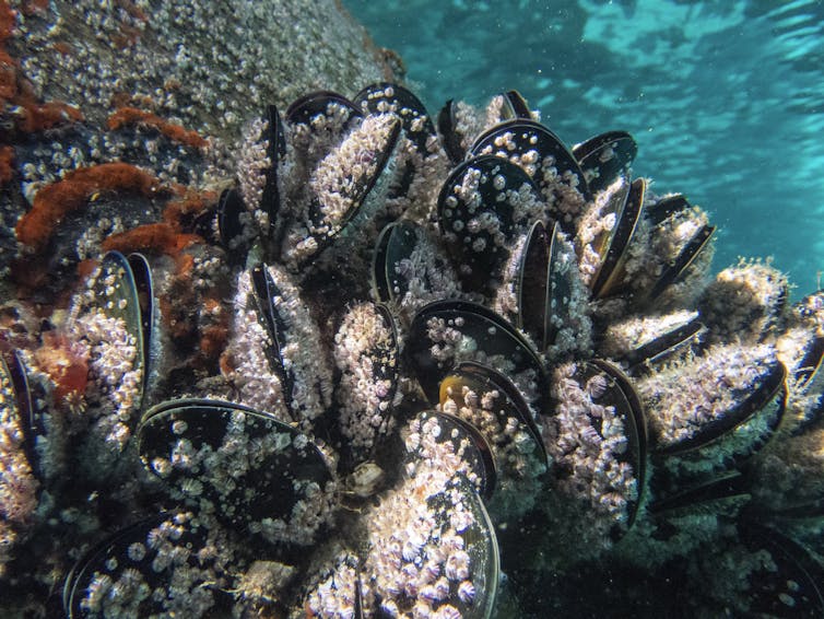 An underwater colony of mussels