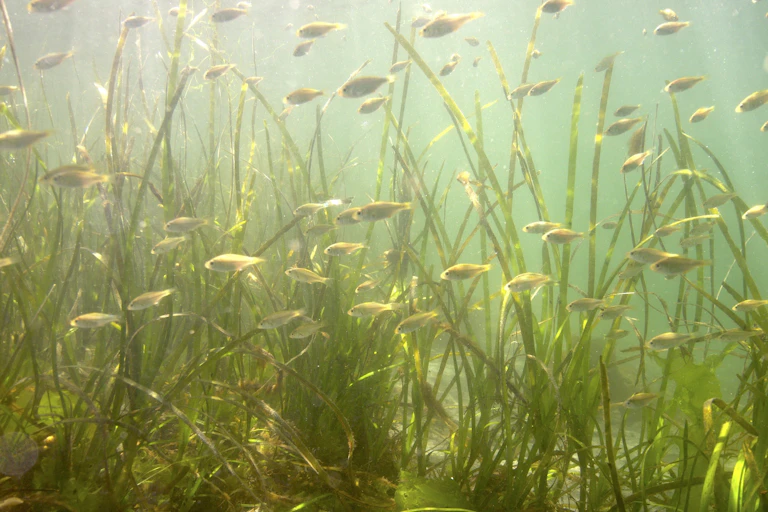 Small fish swim among eelgrass