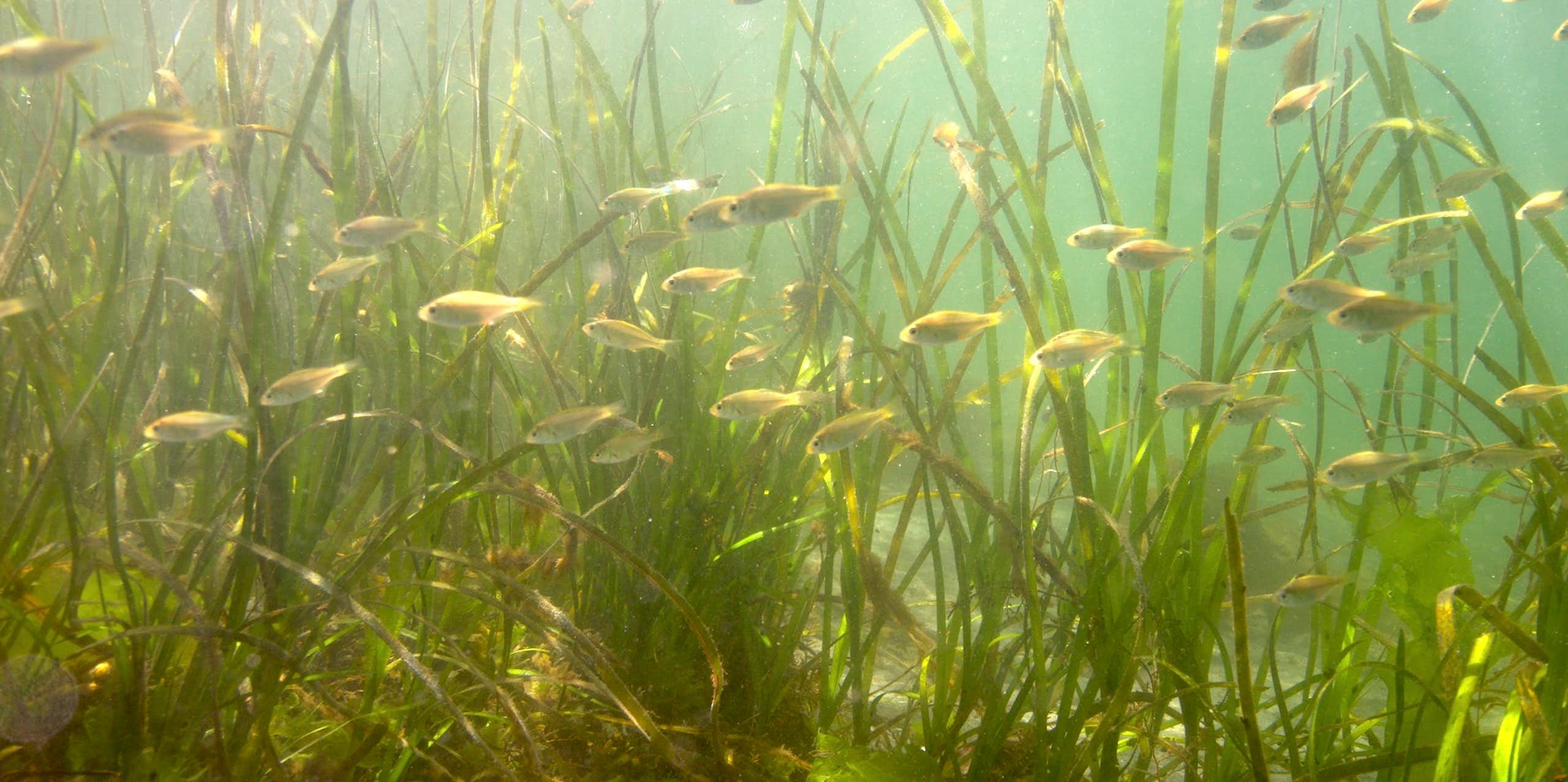 Small fish swim among eelgrass