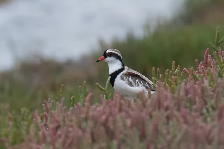 A small waterbird in a patch of restored saltmarsh