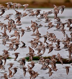 a flock of red-necked stints and a couple of curlew sandpipers in flight