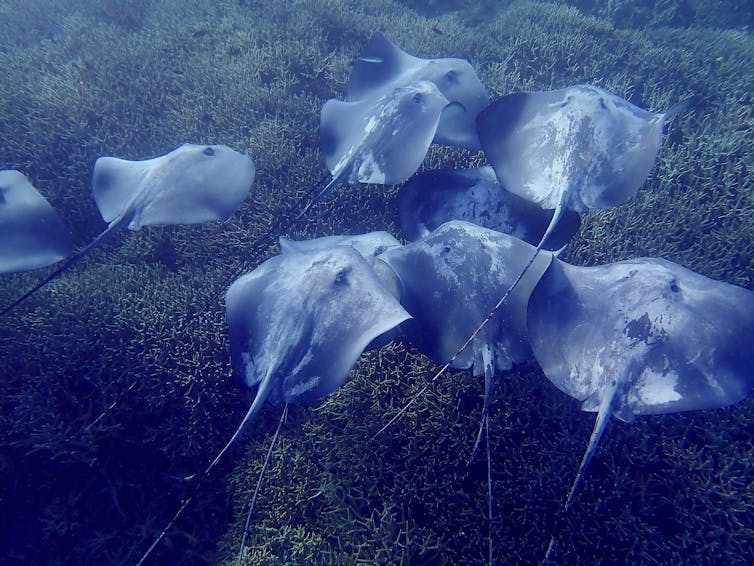 A school of rays swims in shallow waters