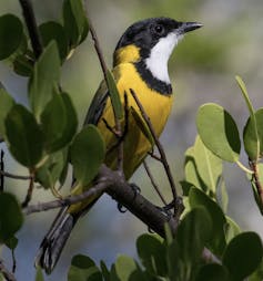 a golden bird with a black head and collar around a white throat perches in a mangrove tree