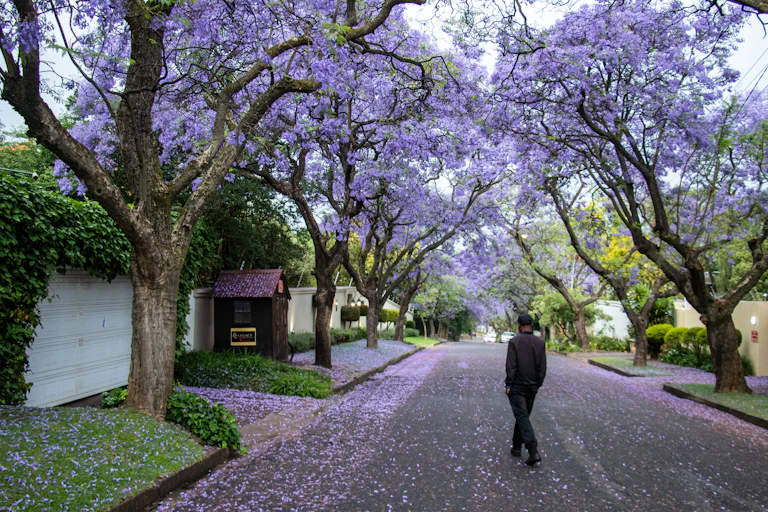 A suburban Johannesburg street, a man walks under rows of purple-flowered trees with his hands in his pockets, seen from behind
