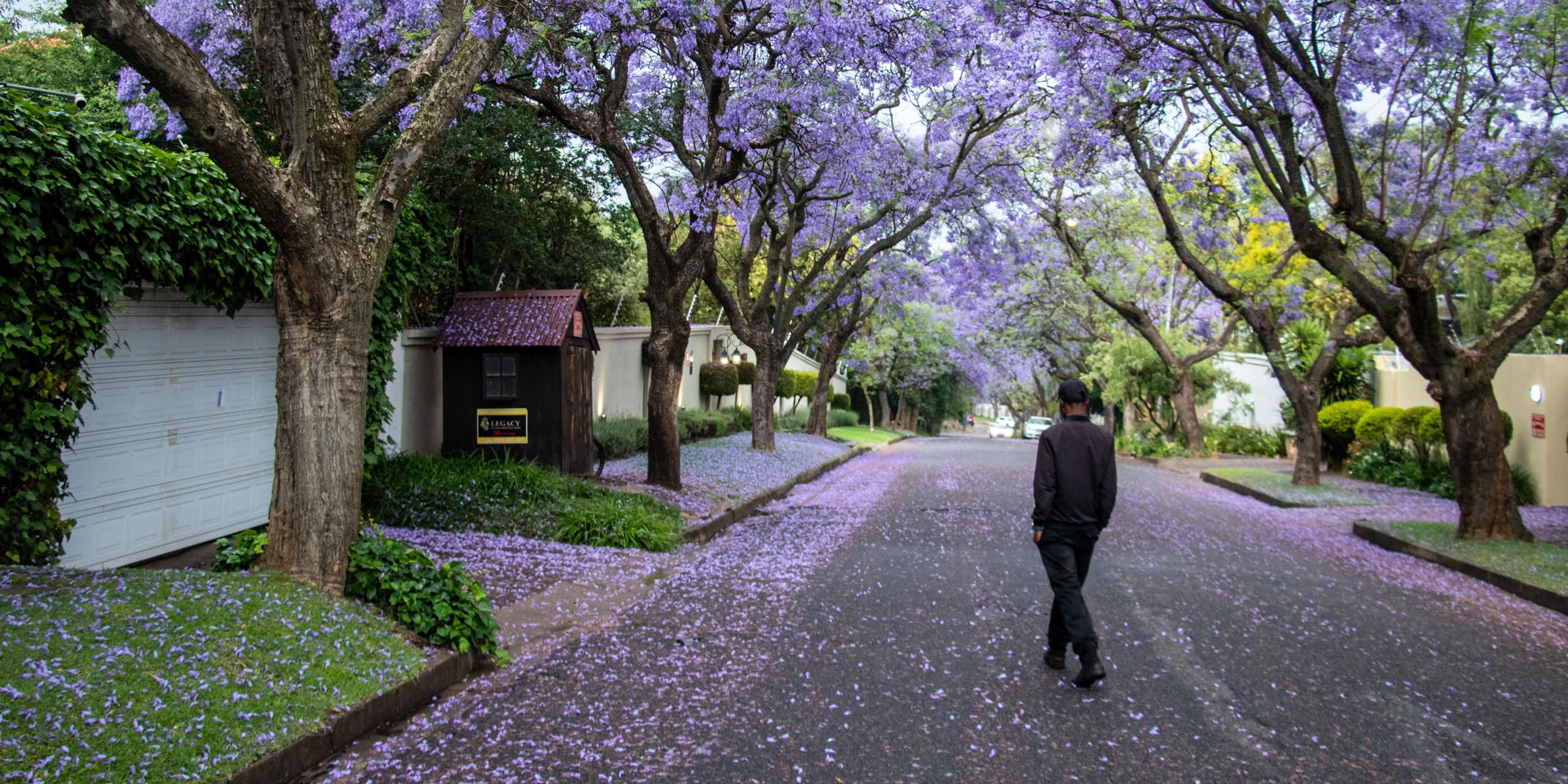 A suburban Johannesburg street, a man walks under rows of purple-flowered trees with his hands in his pockets, seen from behind