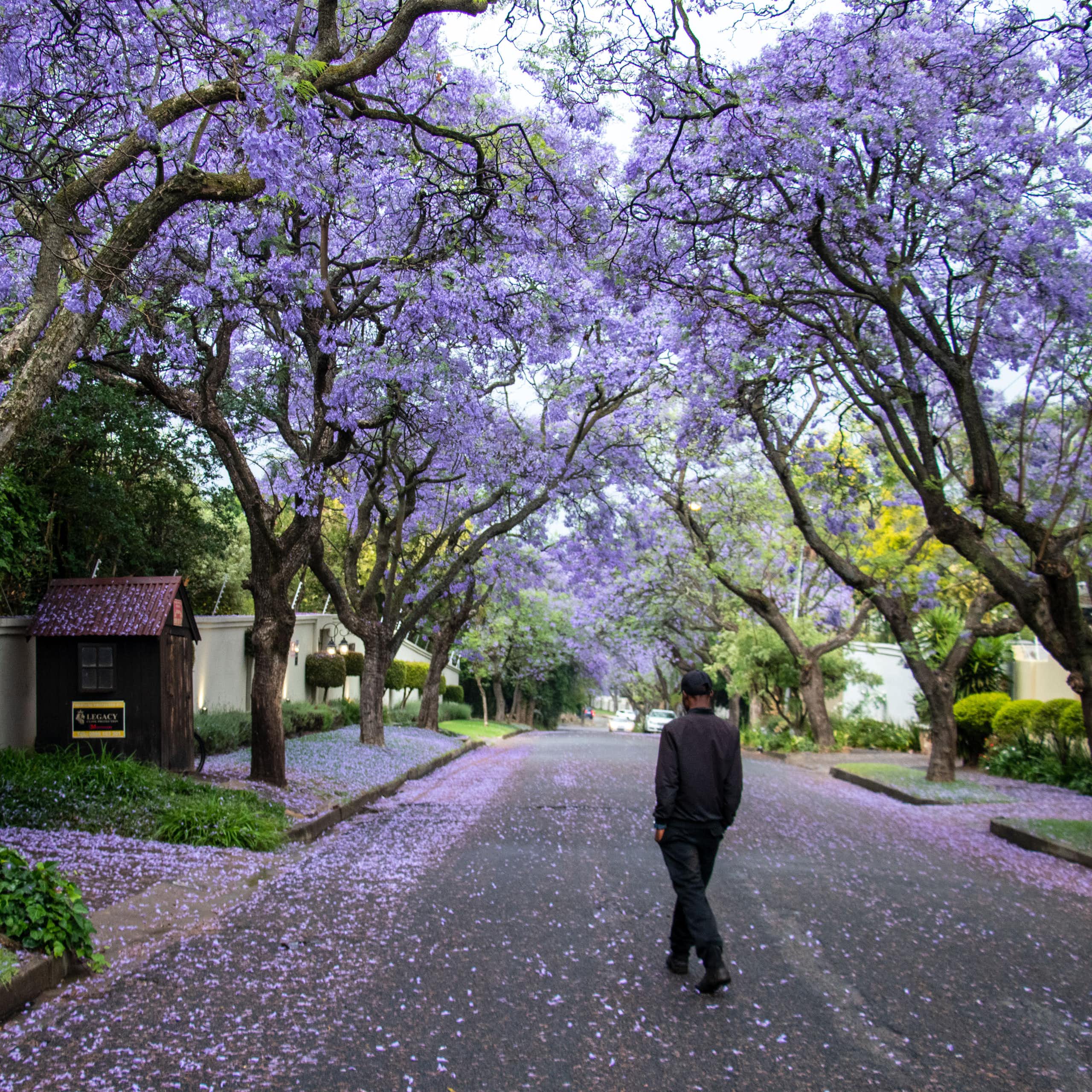 A suburban Johannesburg street, a man walks under rows of purple-flowered trees with his hands in his pockets, seen from behind