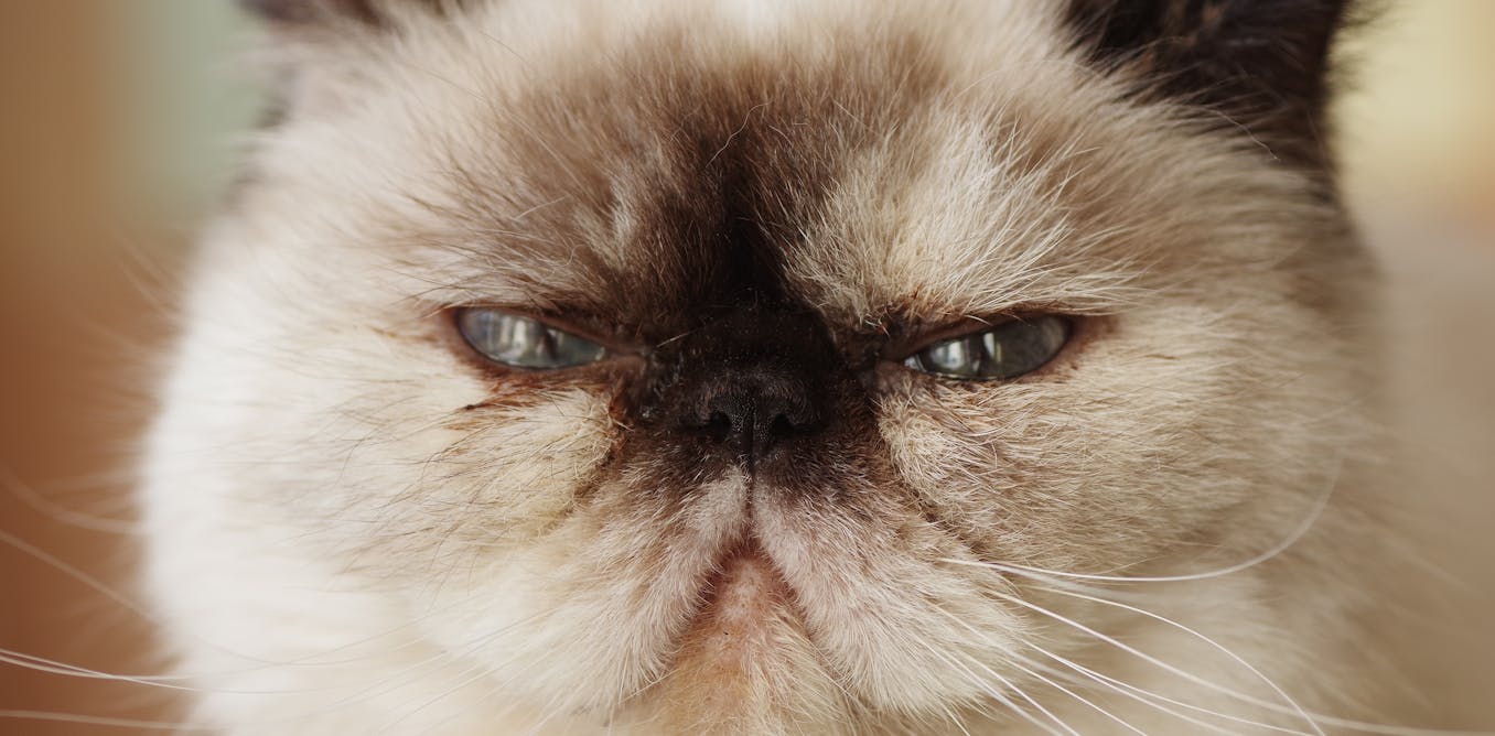 The negative impact of pet trends on animal health and how we can address it The negative impact of pet trends on animal health and how we can address it