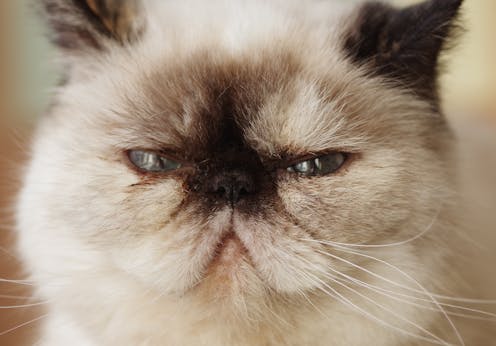 Exotic shorthair cats are popular in the US but they struggle with health problems.