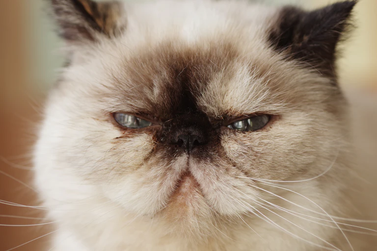 Close up of cat with flat muzzle