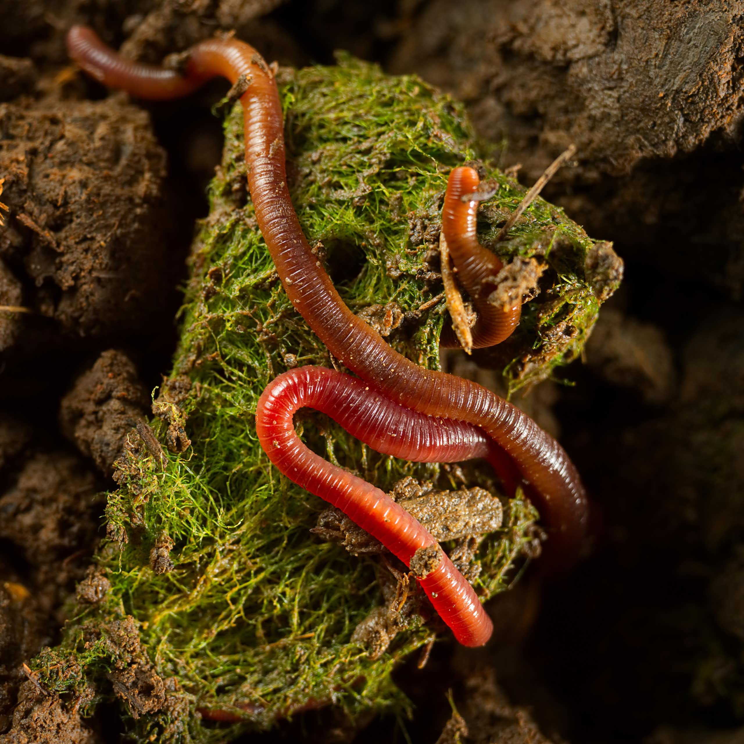 Detalhe de uma minhoca em solo fértil