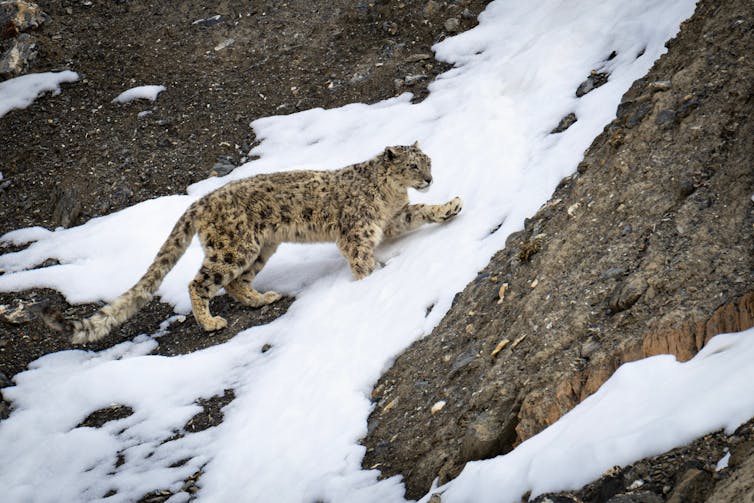 A snow leopard walks through snow.