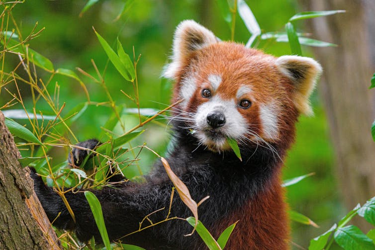 A red panda eats leaves.