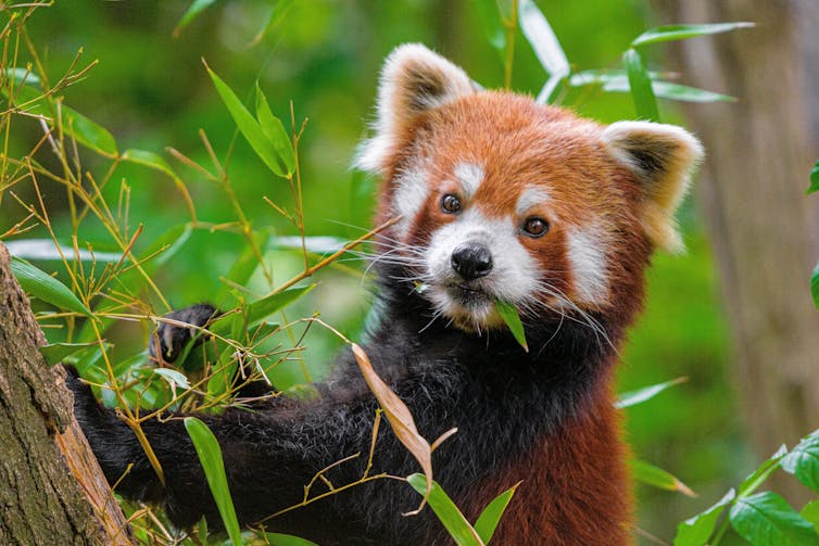 The high and mighty Himalayas: A biodiversity hotbed facing significant challenges 4 A red panda eats leaves.