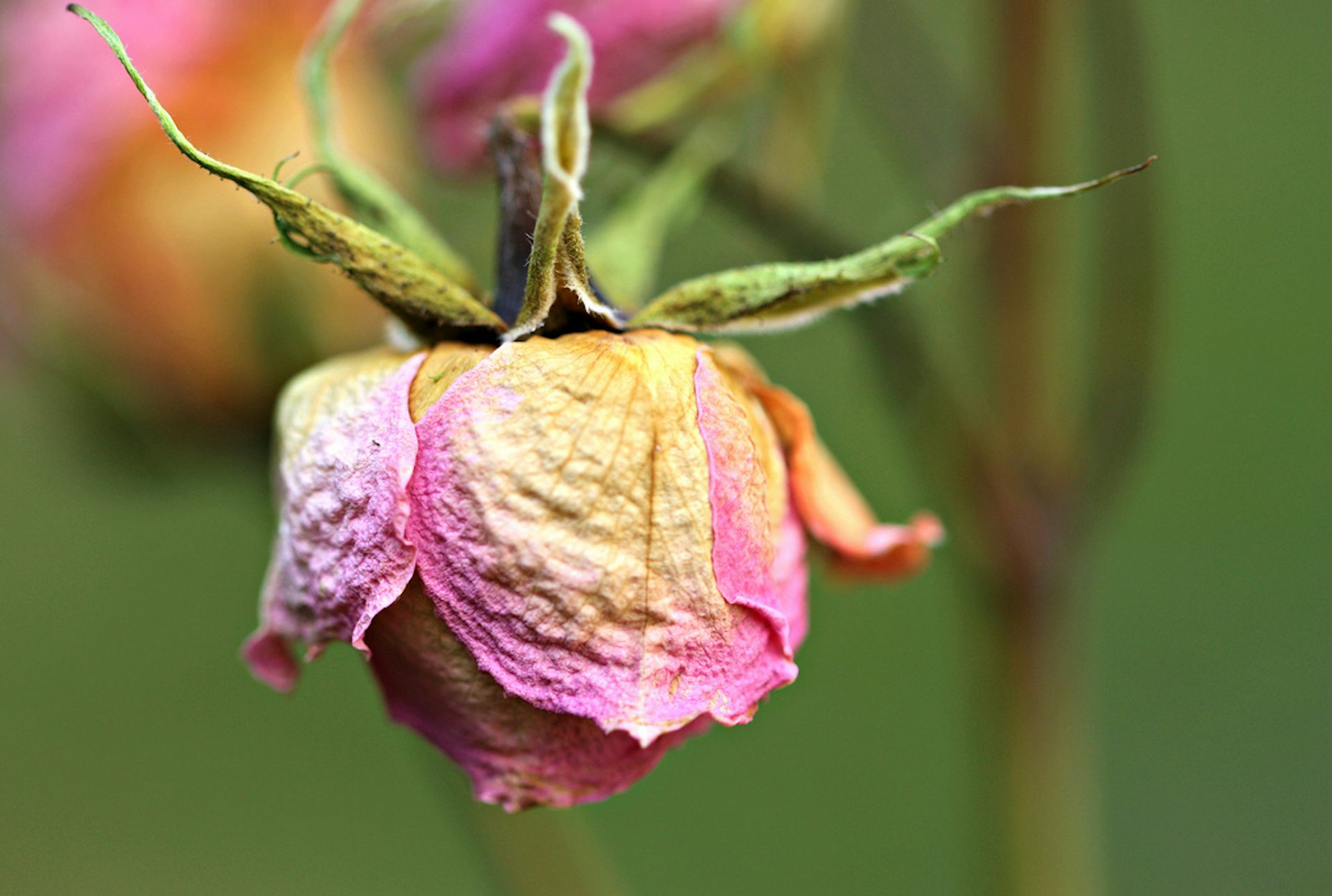 Latin for clearance petal