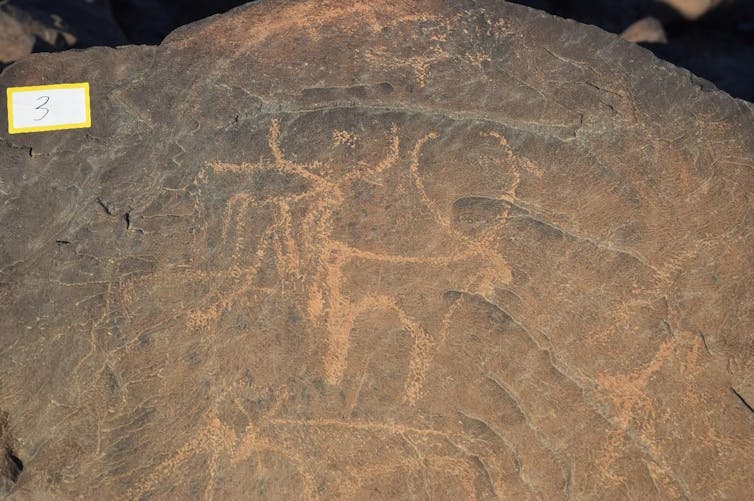 Cattle on a rock.