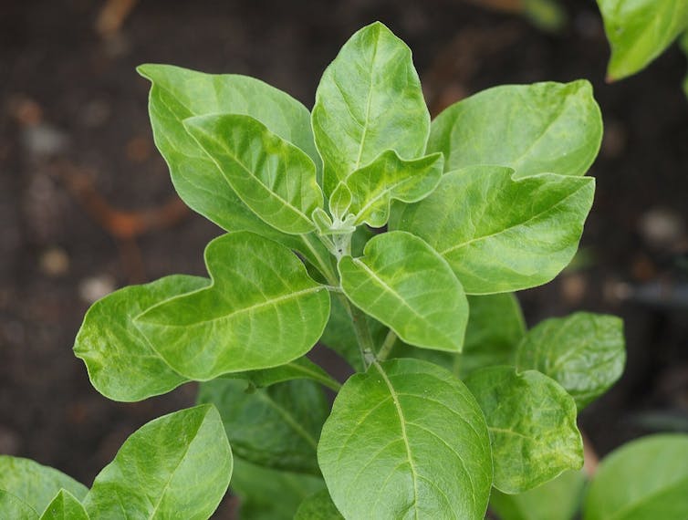 Ashwagandha is a plant extract