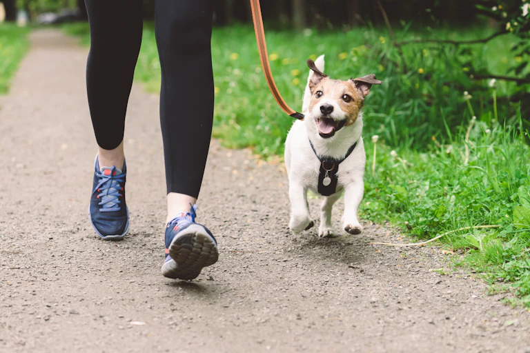 Woman jogging with small dog on lead.