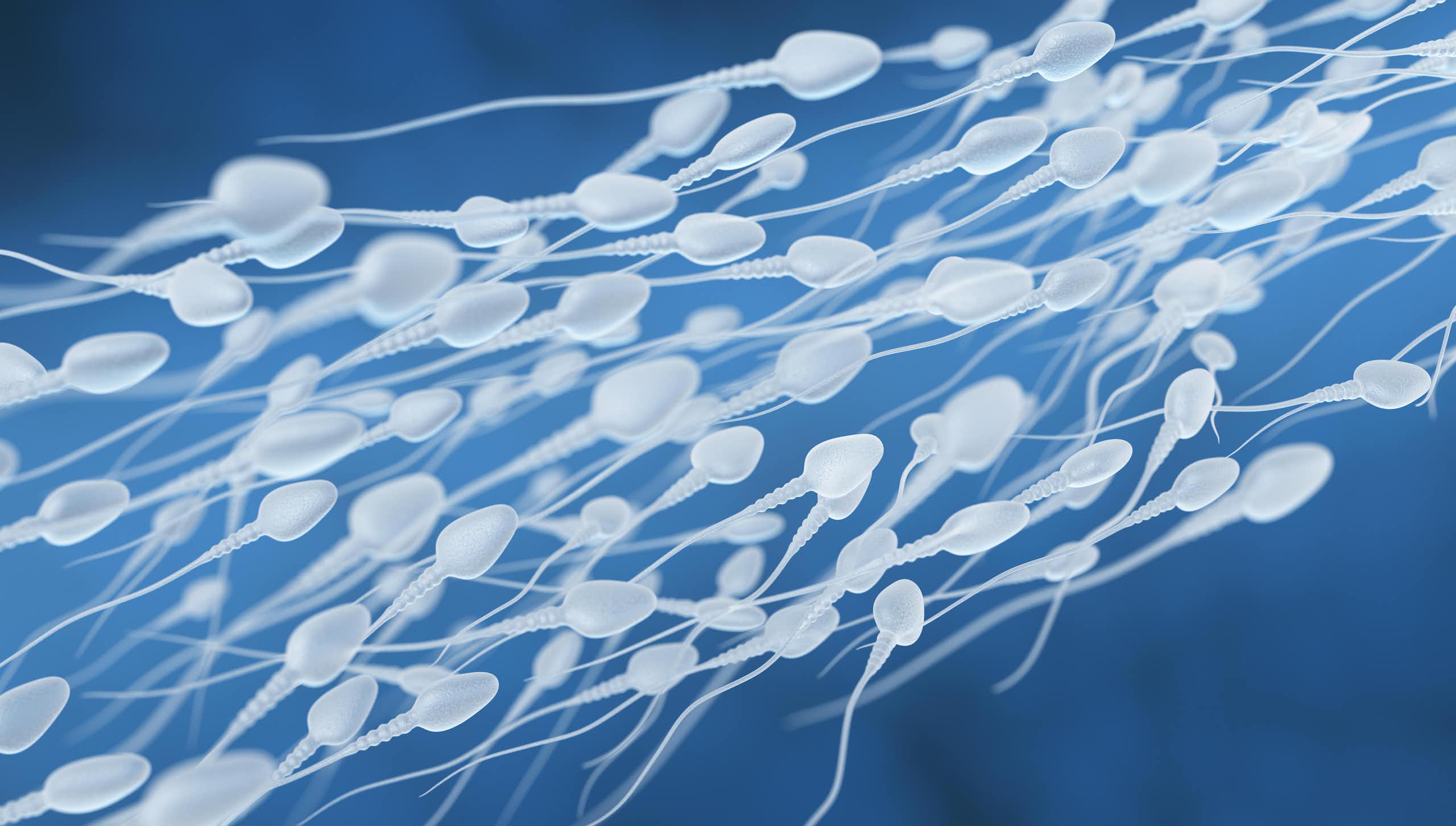 An illustration of sperm