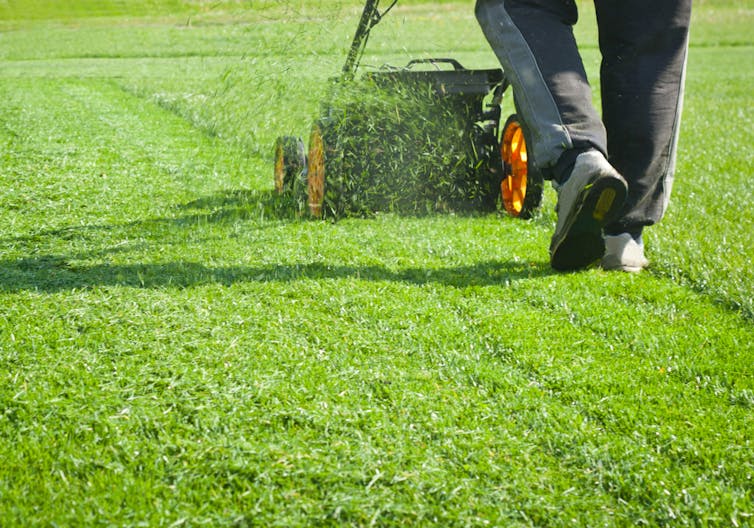 A person mowing the lawn without a grass catcher.