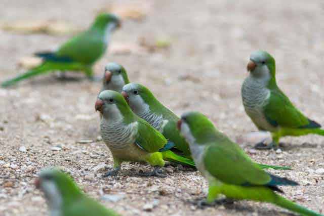 Monk parakeets 