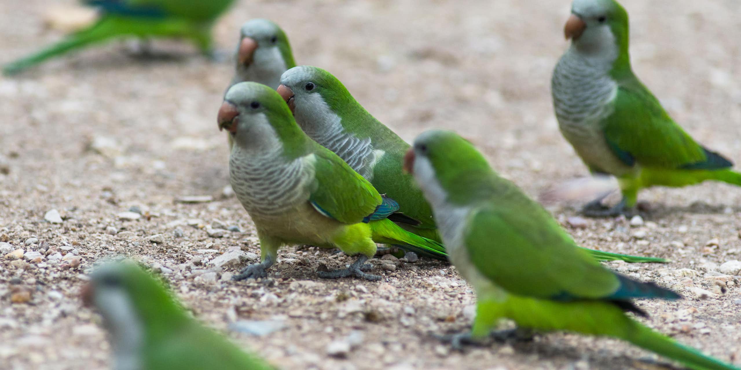Monk parakeets 