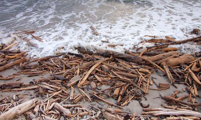 A beach strewn with forestry slash