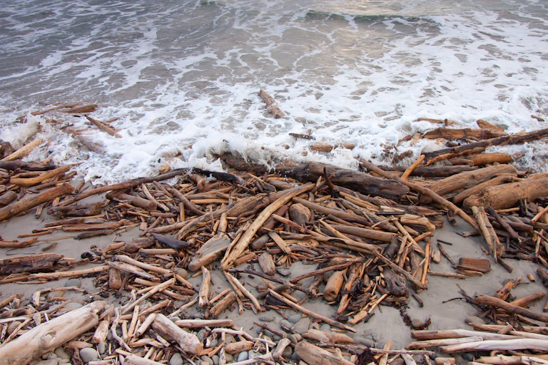 A beach strewn with forestry slash
