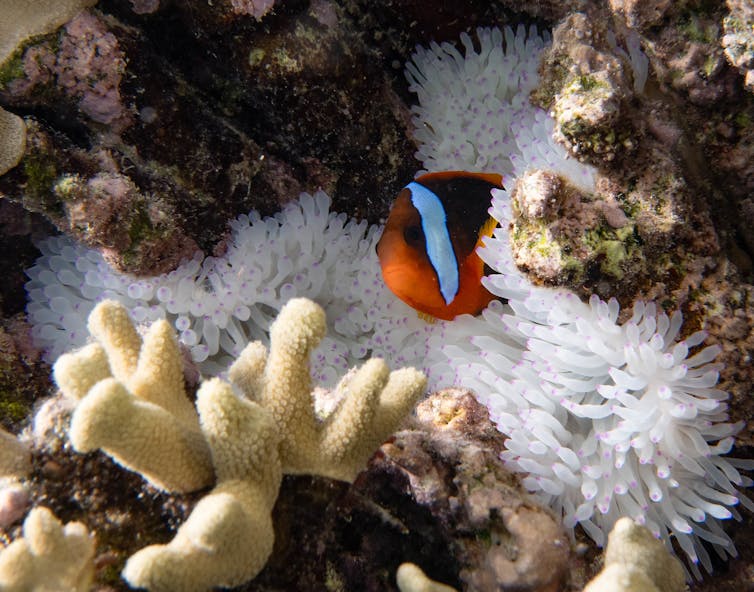 clownfish on sick anemone